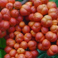 guarana